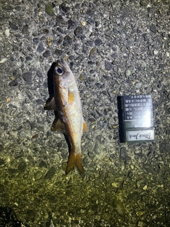 ムツの釣果