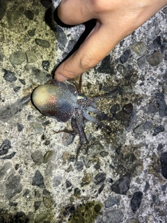 ミミイカの釣果