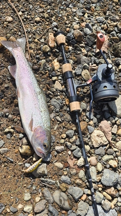 ニジマスの釣果