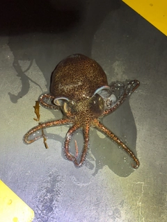 ミミイカの釣果