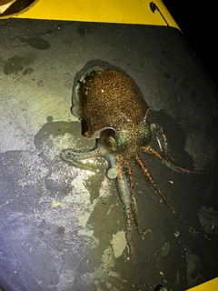 ミミイカの釣果
