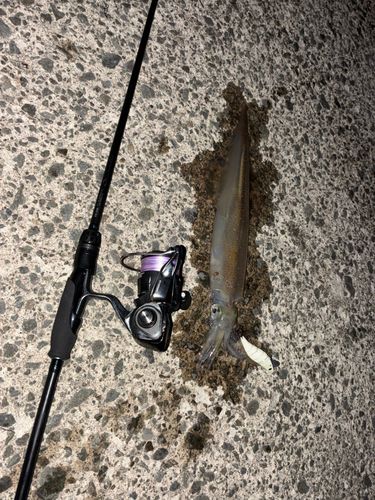 ヤリイカの釣果