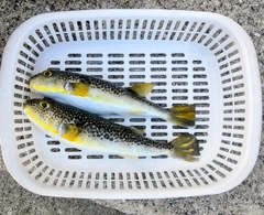 ショウサイフグの釣果