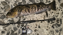 アブラコの釣果