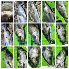 シーバスの釣果
