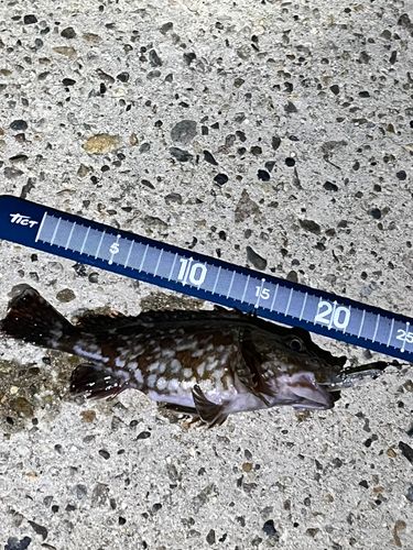 カサゴの釣果