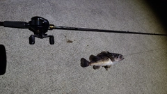 クロソイの釣果