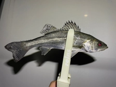 セイゴ（ヒラスズキ）の釣果
