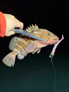 キジハタの釣果