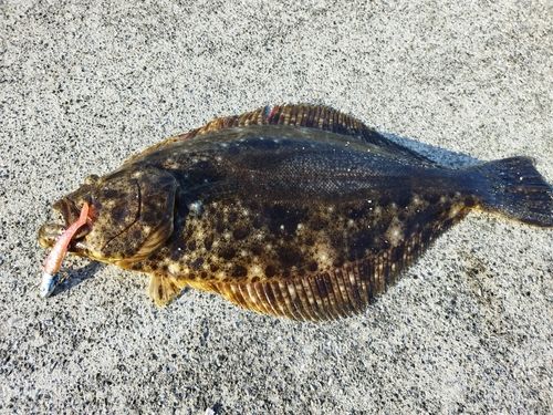 ヒラメの釣果