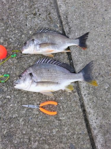 キビレの釣果