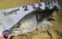 シーバスの釣果