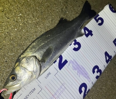 フッコ（マルスズキ）の釣果