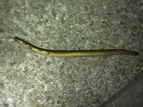 ウナギの釣果