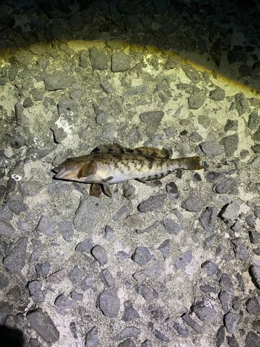 アブラコの釣果