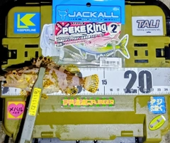 タケノコメバルの釣果