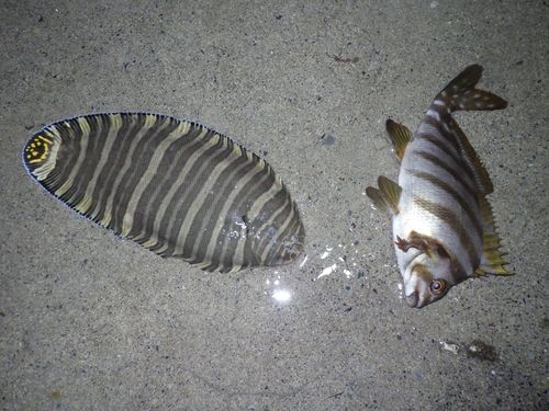 シマウシノシタの釣果