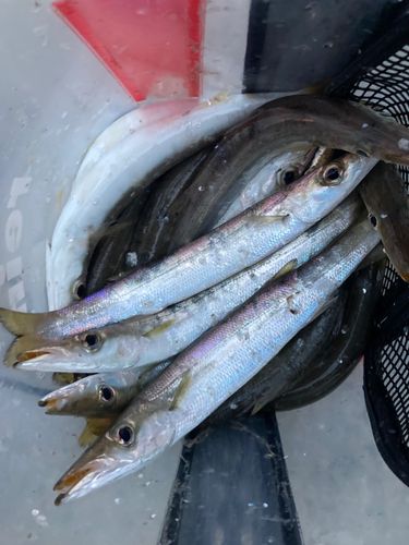 カマスの釣果