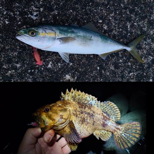 カサゴの釣果