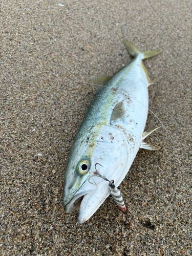 イナダの釣果