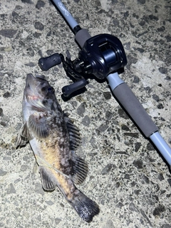 クロソイの釣果