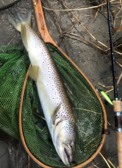 ブラウントラウトの釣果