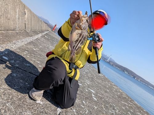 クロソイの釣果