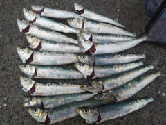 マイワシの釣果