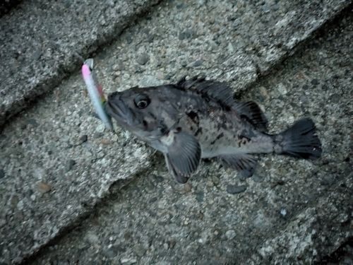 クロソイの釣果