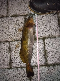 アイナメの釣果