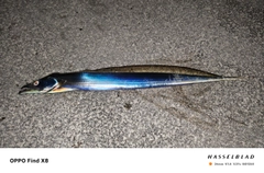 タチウオの釣果