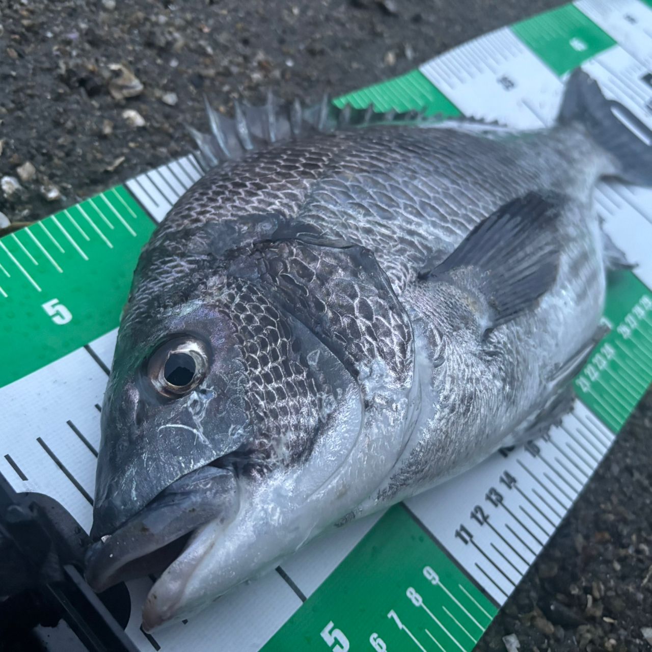 チヌの釣果写真