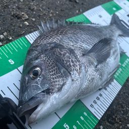 チヌの釣果写真