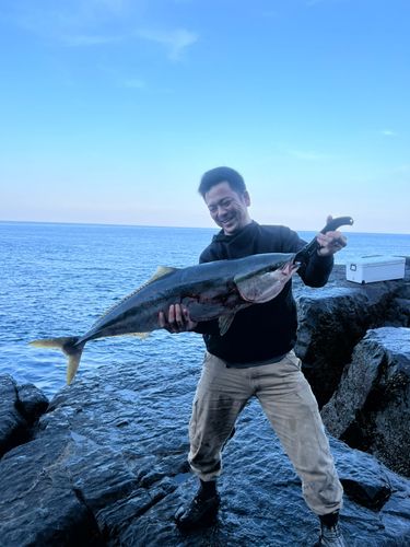 ブリの釣果