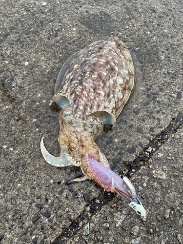 コウイカの釣果