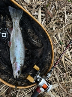 ニジマスの釣果