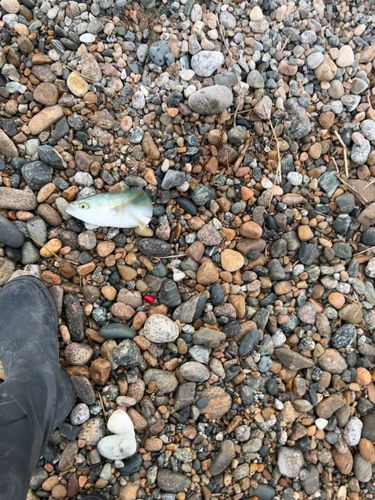 ツバイソの釣果