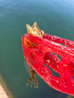 アナハゼの釣果