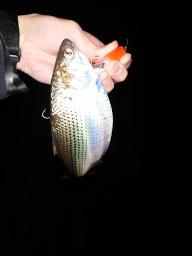 コノシロの釣果