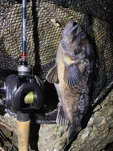 クロソイの釣果