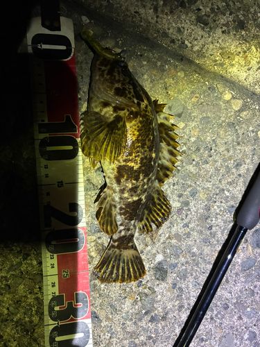 タケノコメバルの釣果