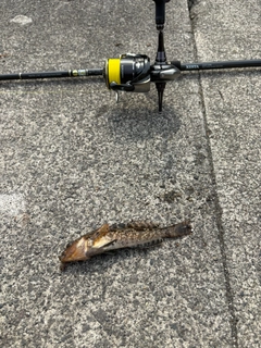 アブラコの釣果