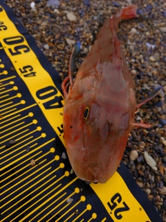 ホウボウの釣果