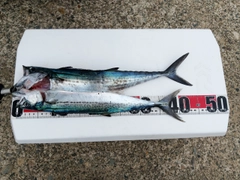 サゴシの釣果