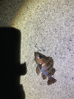 シロメバルの釣果