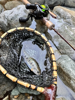 アマゴの釣果