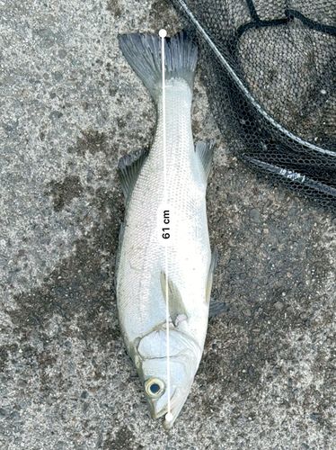 ヒラスズキの釣果