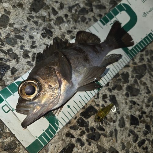 メバルの釣果