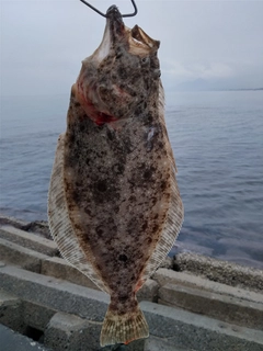 ヒラメの釣果