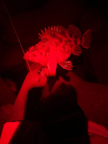 カサゴの釣果